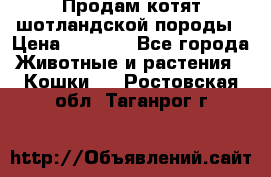 Продам котят шотландской породы › Цена ­ 2 000 - Все города Животные и растения » Кошки   . Ростовская обл.,Таганрог г.